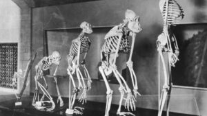 Human Evolution