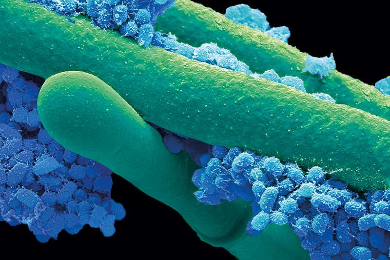 Mesophilic bacteria
