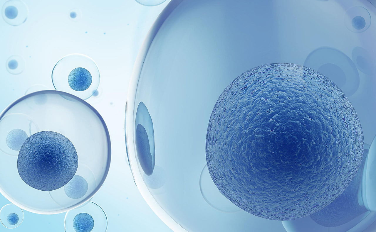 Asexual reproduction of unicellular organisms.