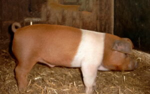 Danish Protest Pig
