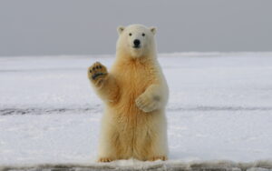 Polar Bear