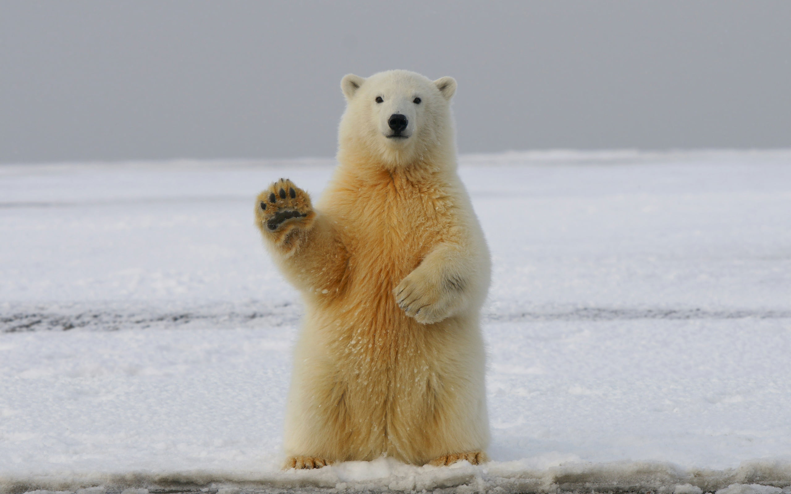 Polar Bear