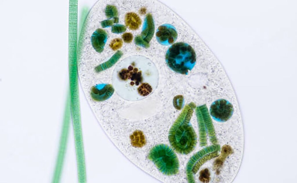 A unicellular organism under microscope