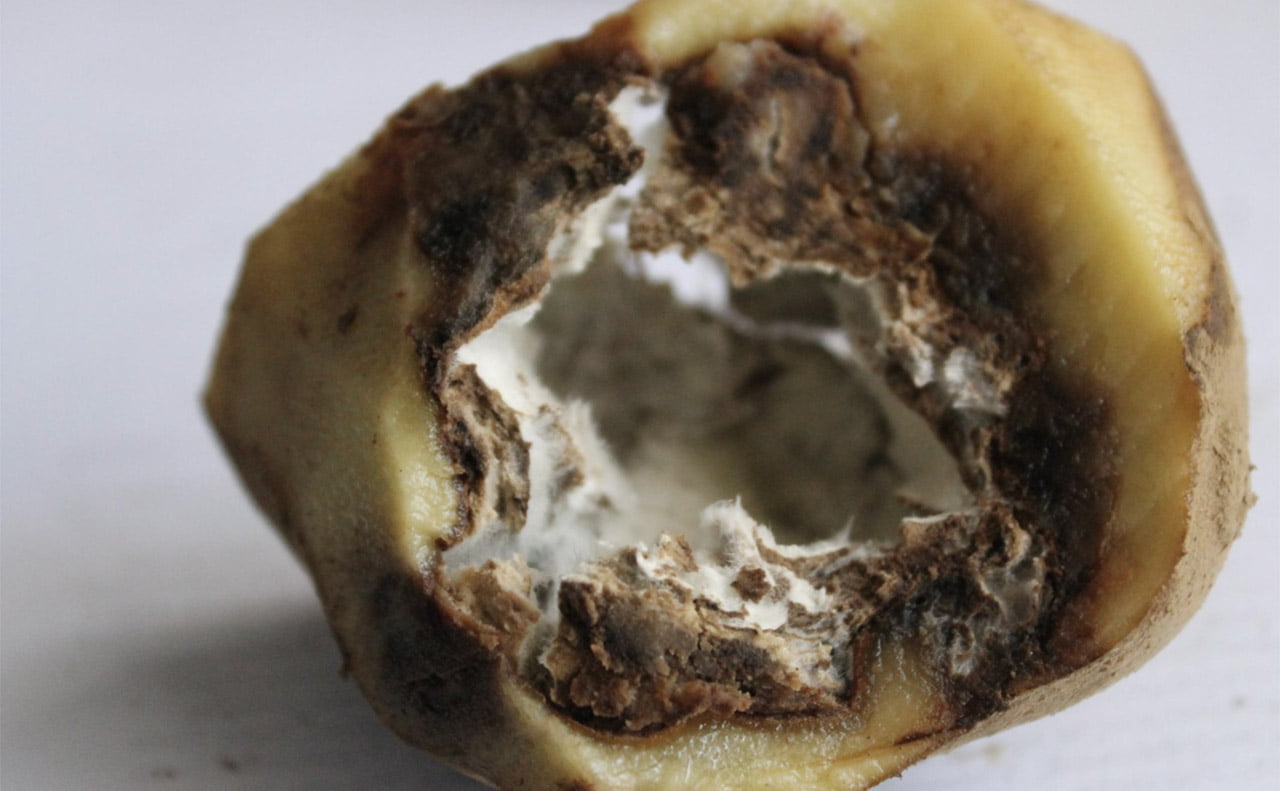 A potato infected with phytophthora infestans