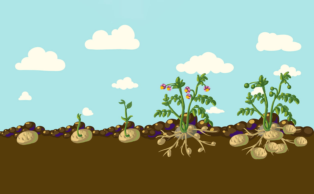 A depiction of how potatoes grow