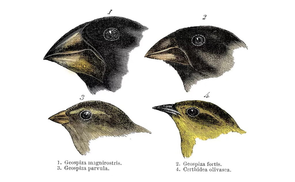 Darwin discovered evolution with the help of beaks of finches.