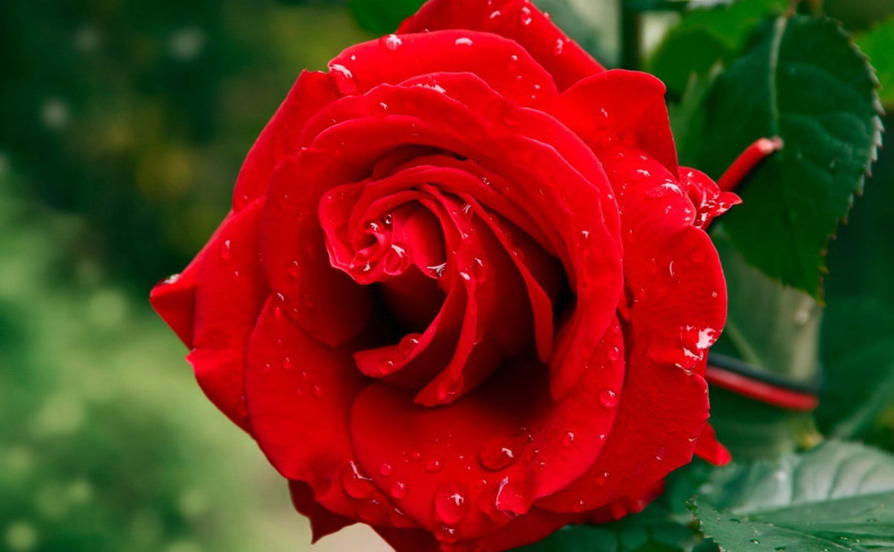 Domesticated Red Rose