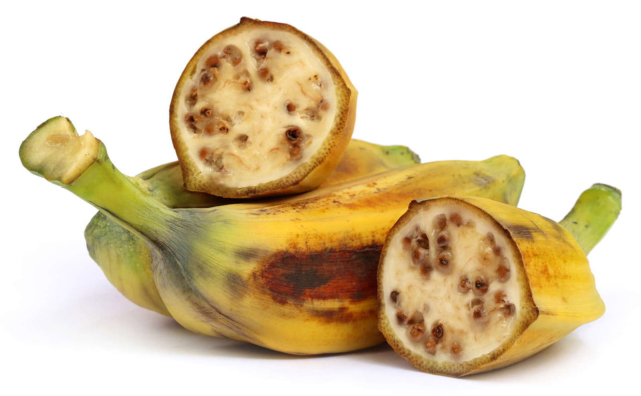 Wild Banana
