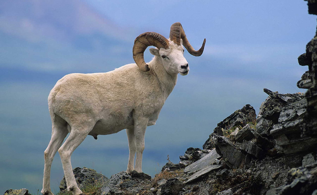 Wild Sheep