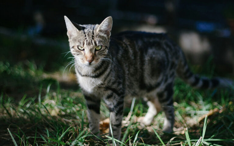 Cat in the wild.