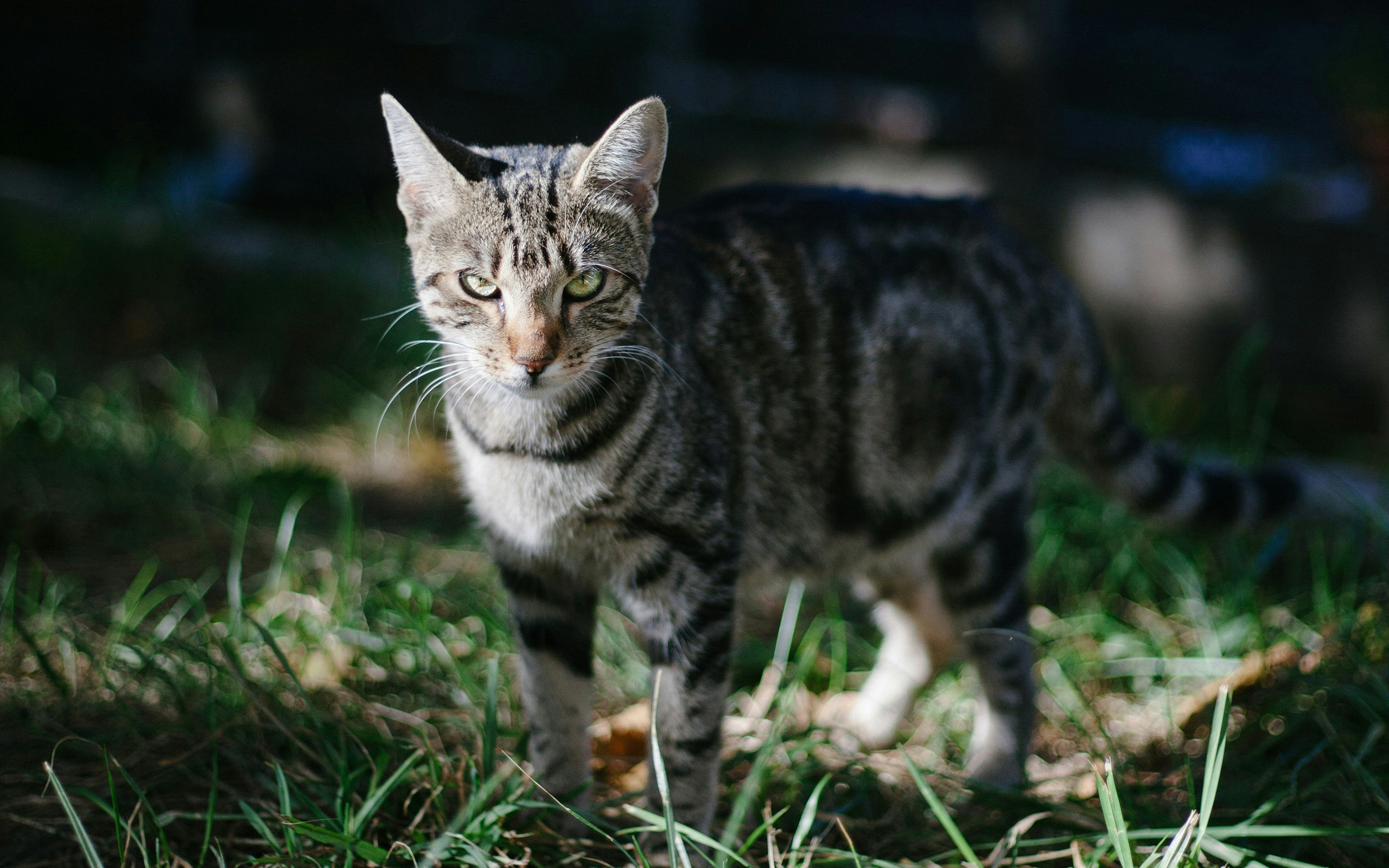 Cat in the wild.