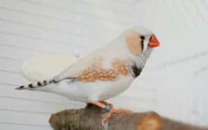 Finches