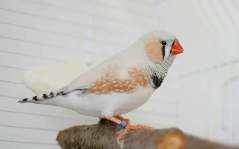 Finches