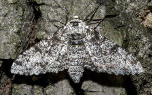 Peppered Moth Camouflage