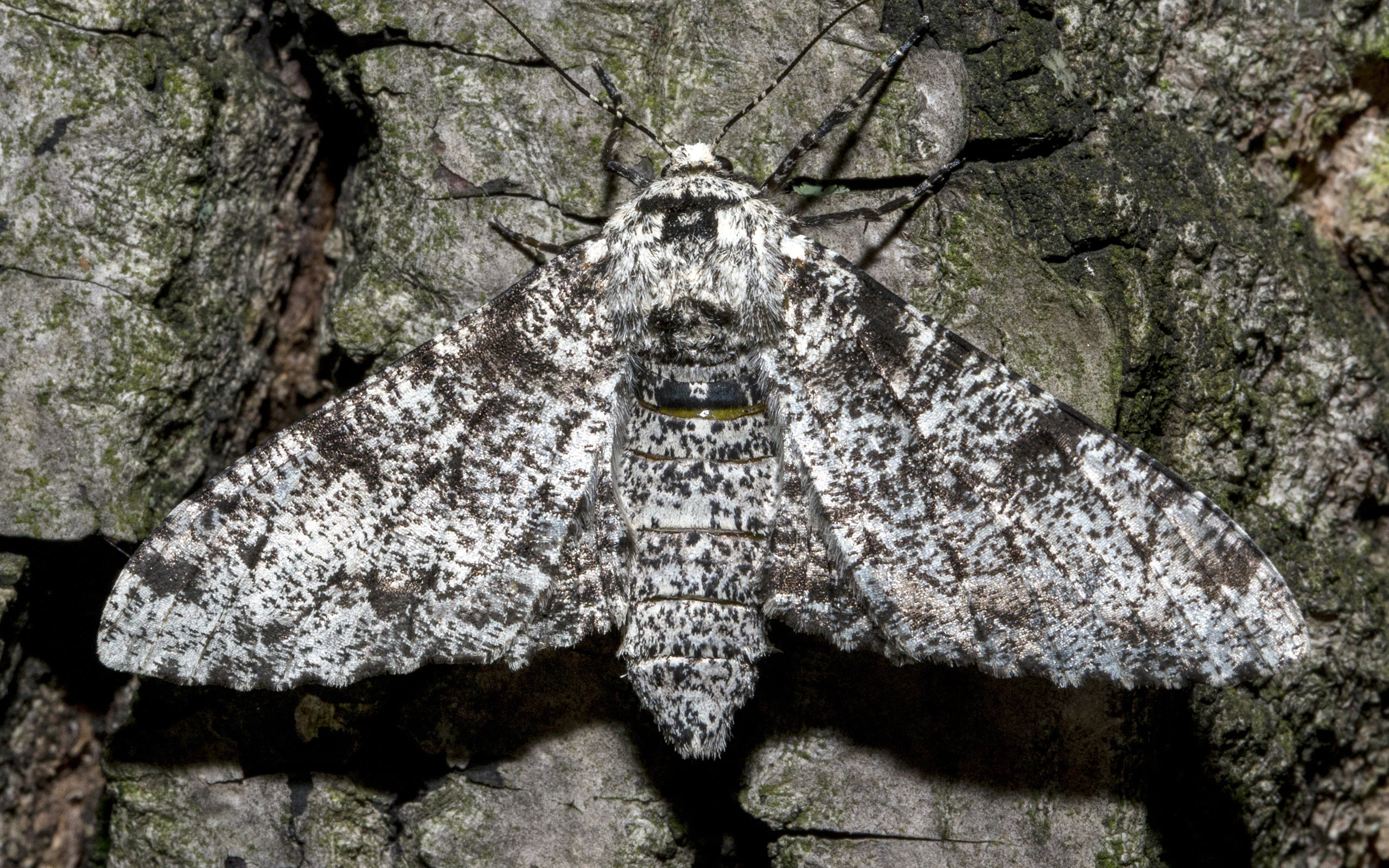 Peppered Moth Camouflage