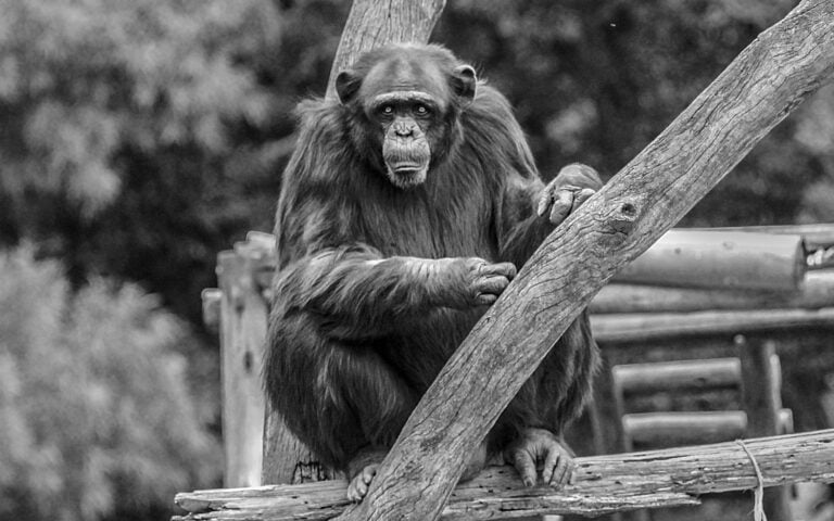 Black and White Chimp